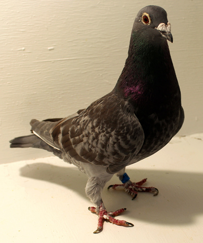 The Colors of Racing Pigeons: An Overview